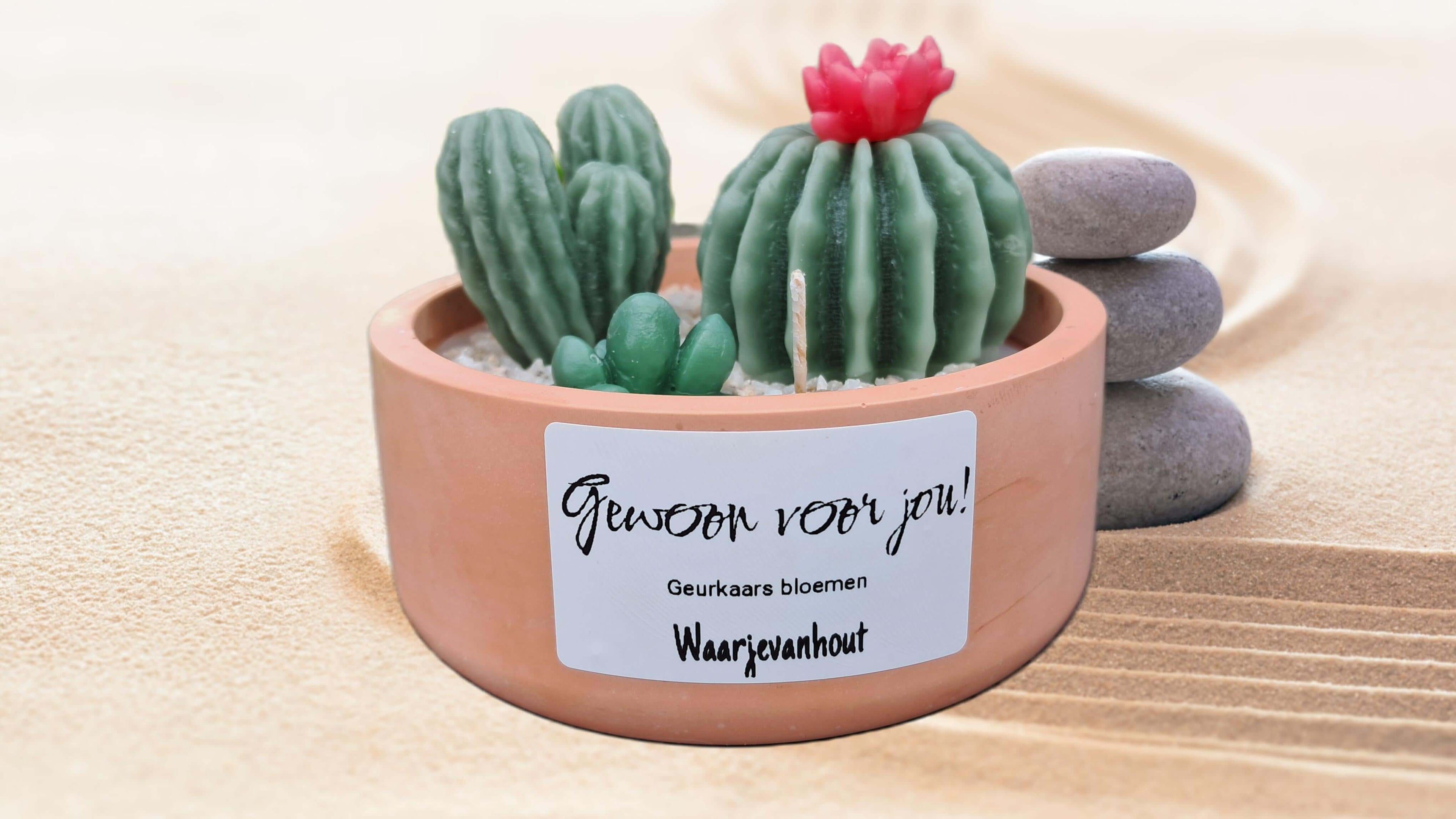 Kaarspot Kaktus met cactussen, geurige bloemen en aanpasbare label, sfeervol voor elke kamer.